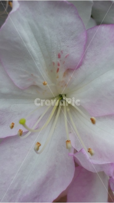 봄,꽃술,철쭉,싱그러움,꽃잎,식물,자연,plants,nature,꽃,flower