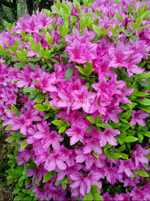 철쭉,smilerosebay,진달래과,식물,봄꽃,개꽃나무,springseasonflower,척촉화,낙엽관목,관상용