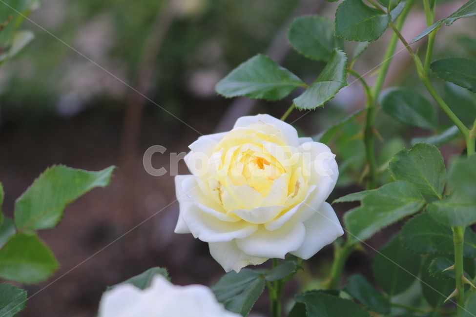 장미,장미꽃,꽃,식물,자연,바닐라보니카,흰장미,원예,식물,자연,plants,nature,꽃,flower
