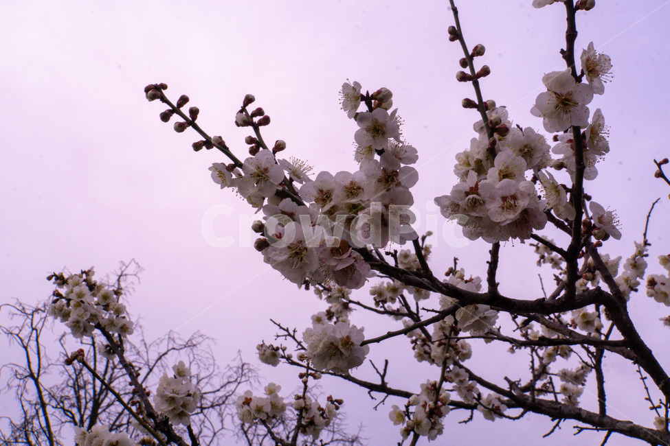 매화,매화꽃,봄꽃,봄,나무,계절,매화나무,꽃,풍경,봄,계절,spring,season,식물,자연,plants,nature,꽃,flower,plant,blossom