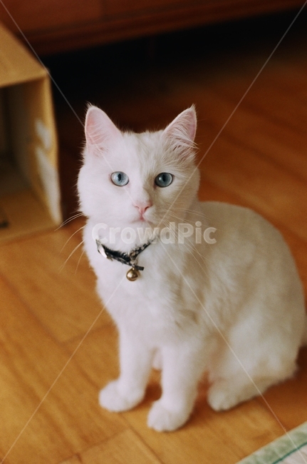 고양이,터키쉬앙고라,동물,cat,animal,반려묘,바닥,floor,stare,응시,sit,동물,animal,포유류,mammal,고양이,cat,kitten,kitty