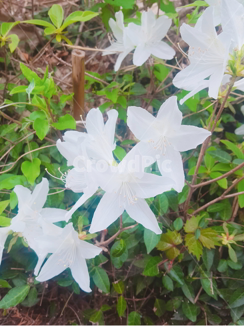 꽃,철쭉,진달래,하얀,봄,자연