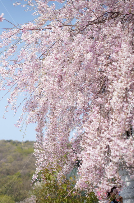 수양벚꽃,봄,핑크,맑음,풍경,봄,계절,spring,season,식물,자연,plants,nature,꽃,flower,plant,blossom,cherry blossom,벚꽃