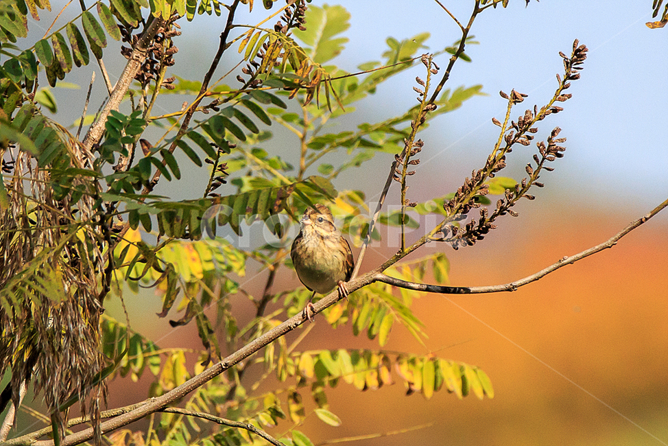 자연,오목눈이,새,숲,갈대습지공원,식물,자연,plants,nature,동물,animal,조류,새,birds