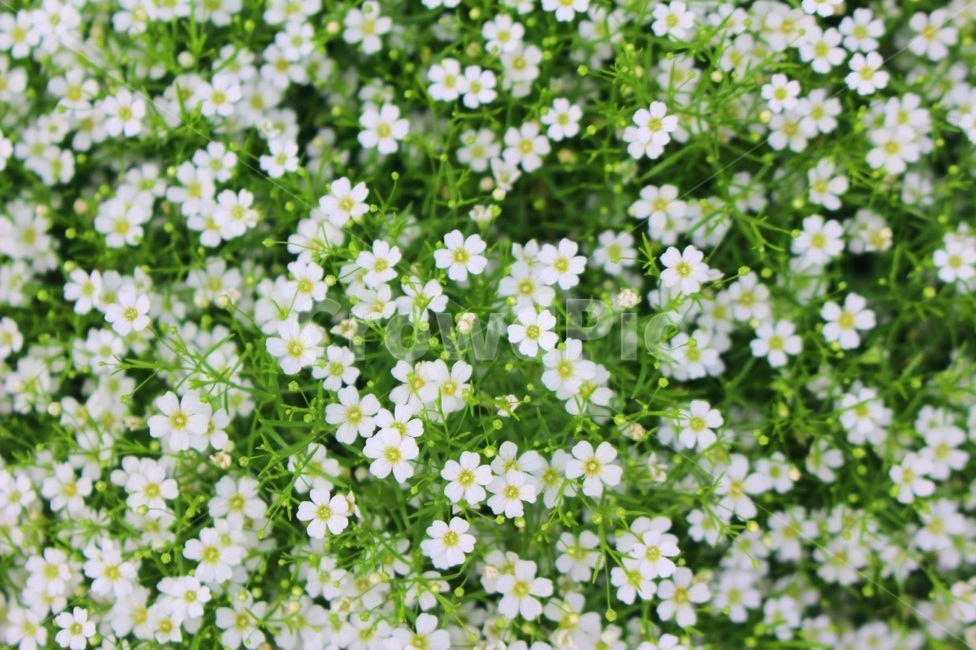 봄,꽃,봄꽃,하얀꽃,마가렛,목마가렛,국화과,flower,spring,chrysanthemumfrutescens