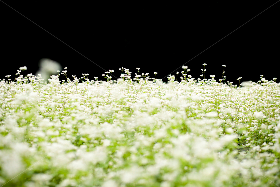 메밀,메밀꽃,메밀밭,봉평메밀,메밀꽃축제,식물,꽃,식물,자연,plants,nature,꽃,flower