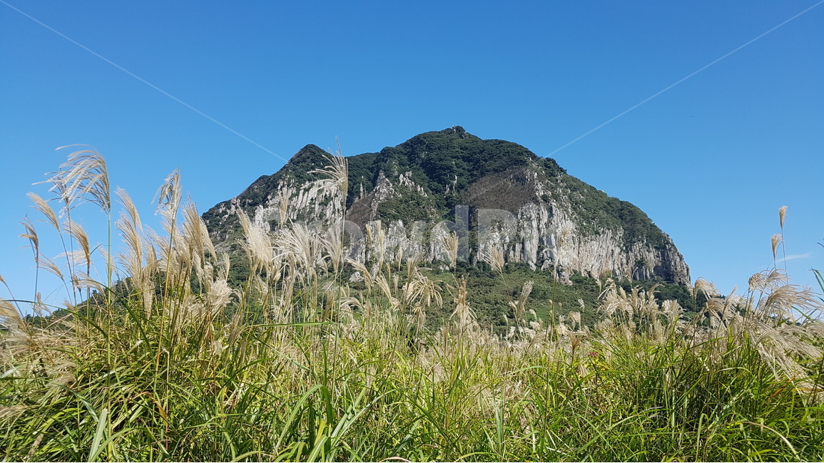 제주도,산방산,억새,서귀포,올레길10코스,자연,풍경,nature,landscape,한국자연풍경,한국자연경관,korea nature landscape,제주도,jeju,jeju island,grass,잔디,plant,식물,outdoors,옥외