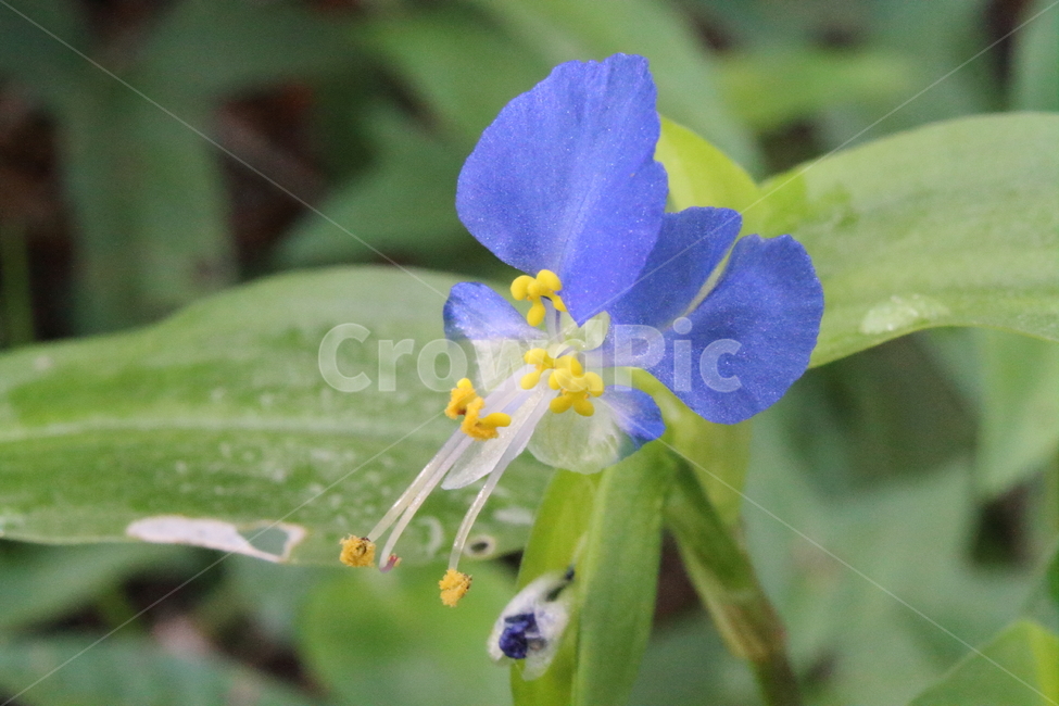꽃,닭의장풀,식물,야생화,commelinacommunis,식물,자연,plants,nature,꽃,flower
