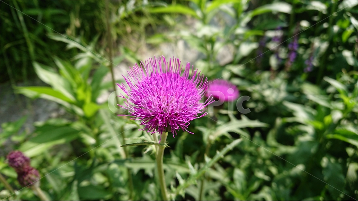 식물,꽃,들꽃,풀,엉겅퀴,핑크,자주색,마젠타,식물,자연,plants,nature,꽃,flower