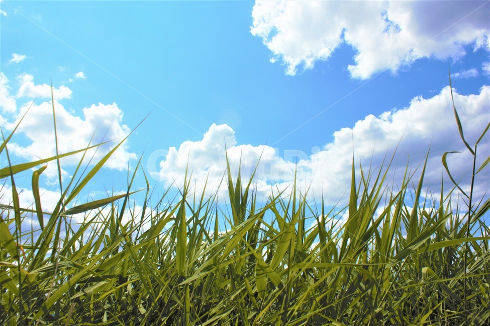 하늘,구름,풀,여름,자연,여름날씨,grass,녹색,파랑,흰색,colorful,blue,white,cloud,cloudy,sunny,배경,background,풍경,nature,landscape,시골,rural,색깔,색상,color
