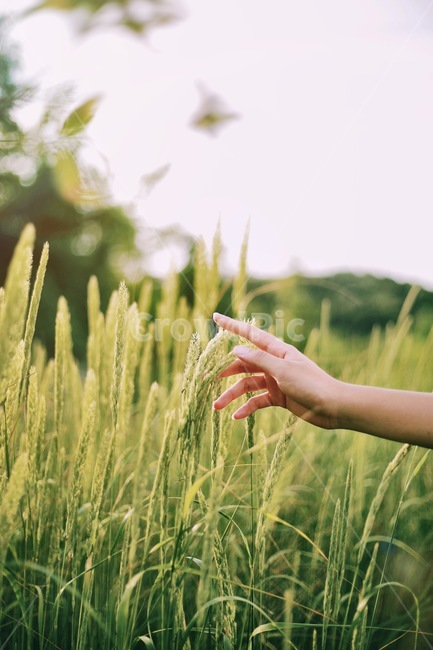 가을,바람,초록,풀,손,감성,식물,자연,plants,nature,사람,인물,인간,human,person,신체일부,몸,body,감성,sensible,feeling