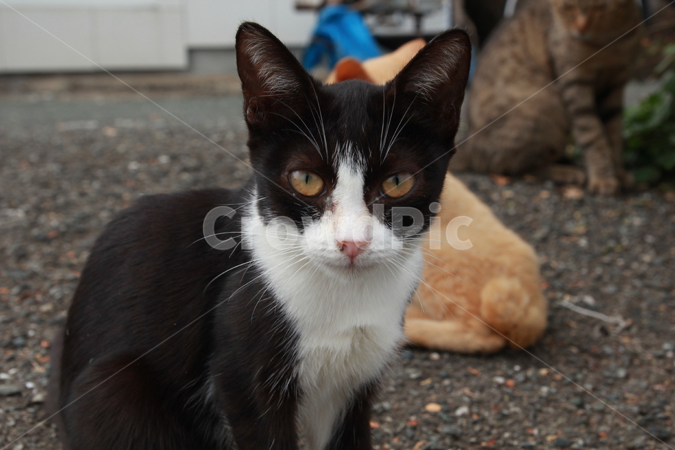 일본고양이,고양이,고양이섬,아이노시마,나른함,여유,동물,animal,포유류,mammal,고양이,cat,kitten,kitty