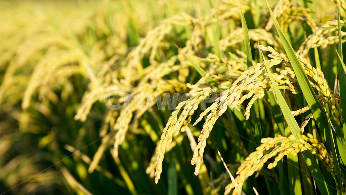벼,쌀,벼농사,가을,곡물,쌀알,산업,industry,industrial,농업,농사,agriculture,farming,farming industry