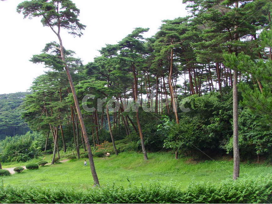 안면도,섬,솔밭,소나무,해송,녹색,시원함,자연,풍경,nature,landscape,outdoors,옥외,garden,정원,arbour,정자