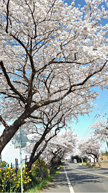 벚꽃,꽃,flower,식물,blossom,plant