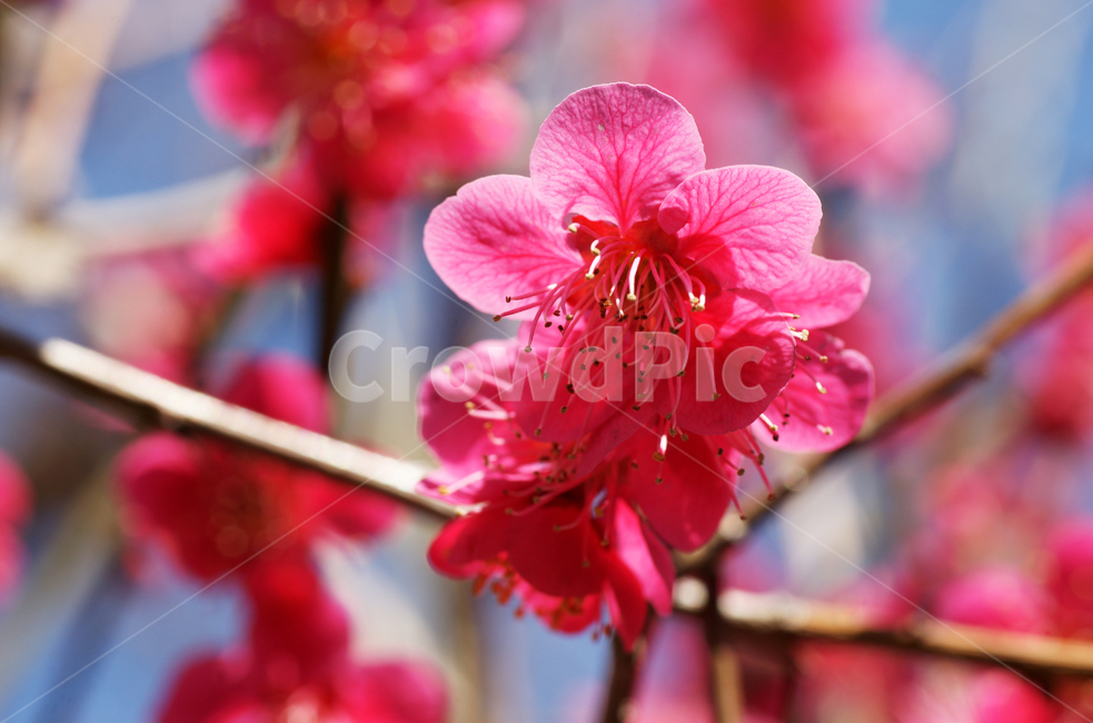 홍매화,매화,붉은색,봄,계절,봄,계절,spring,season,식물,자연,plants,nature,꽃,flower,plant,blossom