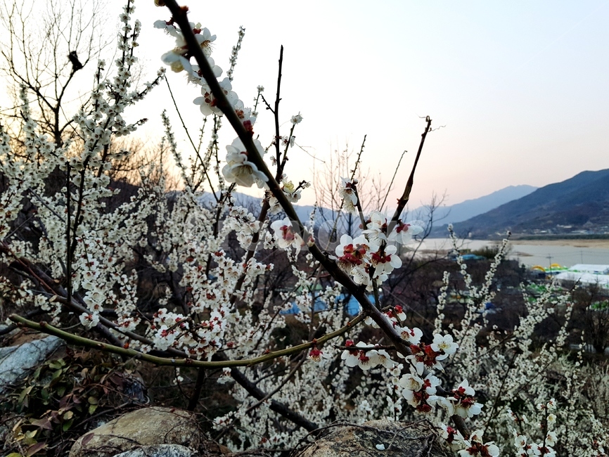 plant,식물,flower,blossom,꽃,벚꽃,cherryblossom