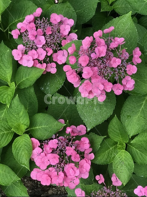 수국,꽃,여름꽃,여름,핑크,감성,이쁜꽃,식물,자연,plants,nature,꽃,flower