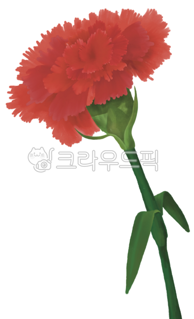 carnation,카네이션,flower,꽃,꽃한송이,스승의날,어버이날,가족의달,감사,parentsday,teachersday,thanks,may