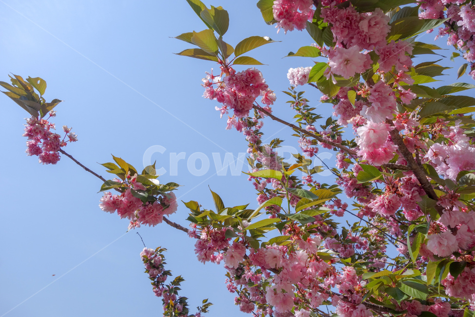 벚꽃,겹벚꽃,왕겹벚꽃,꽃,하늘,자연,봄꽃,식물,자연,plants,nature,꽃,flower