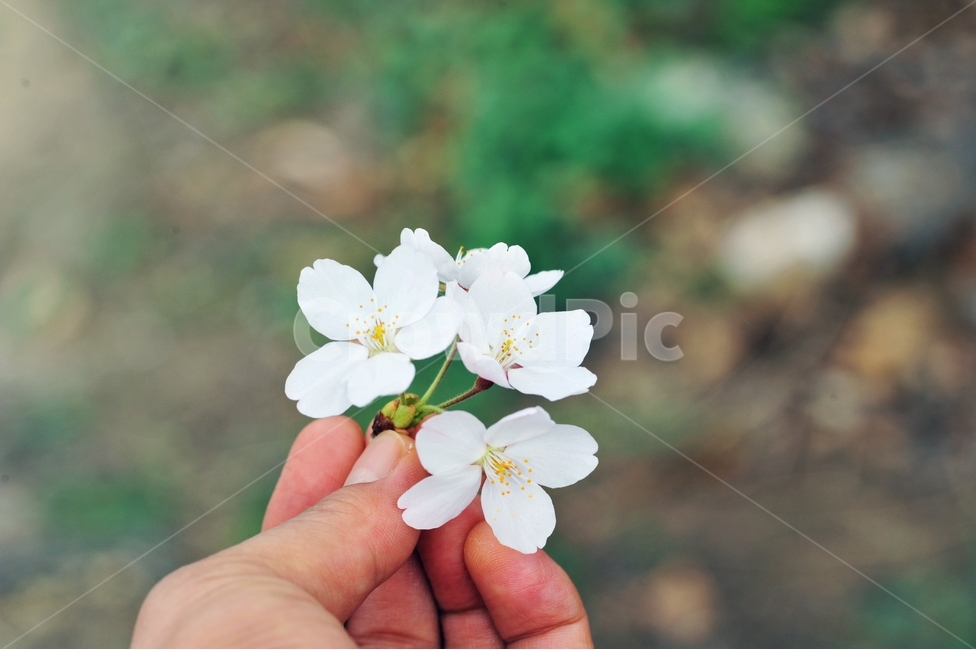 꽃,벚꽃,사쿠라,손,풍경사진,하얀꽃,봄,계절,spring,season,식물,자연,plants,nature,꽃,flower,plant
