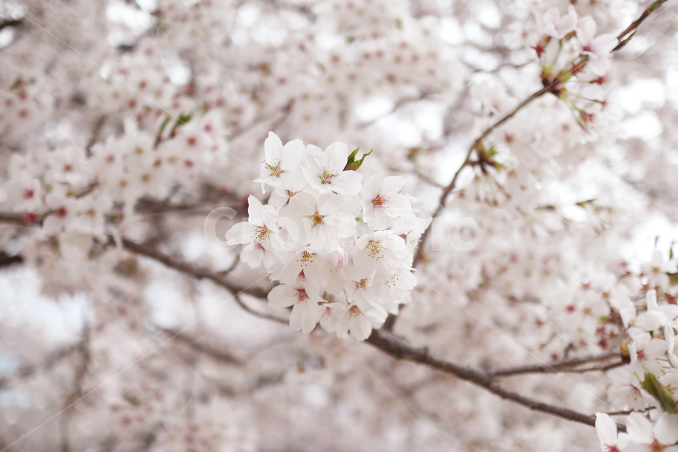 벚꽃,벚나무,봄,분홍,식물,봄,계절,spring,season,식물,자연,plants,nature,꽃,flower,plant,blossom,cherry blossom