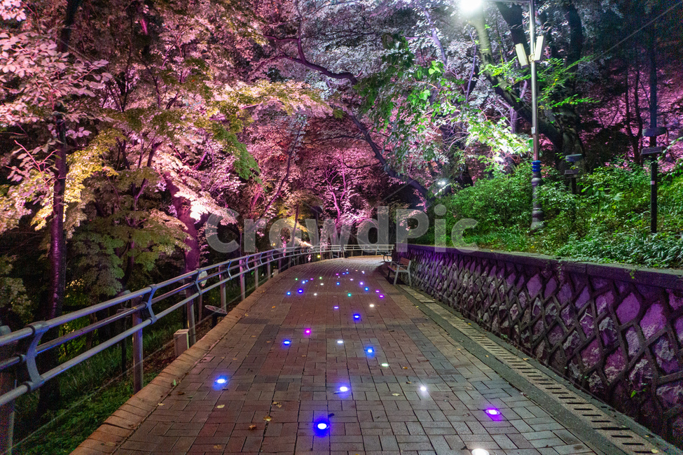 자유공원,인천,야경,산책로,숲길,나무,led,공원,자연,수풀,오솔길,산길,숲,밤,night,가로등,산책,park,길,통행로,거리,보행로,보도,path,way,walkway,통로,plant
