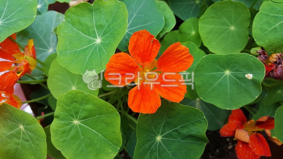 한련,한련화,고무대야,식물,꽃