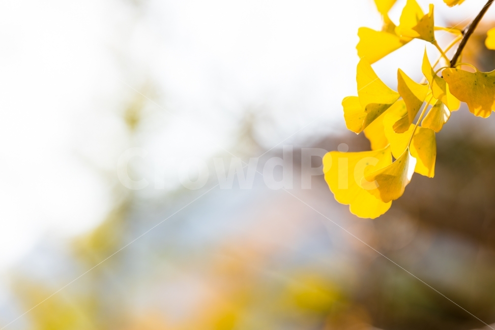 가을,은행나무,자연,풍경,스냅,snap,가을,계절,fall,autumn,season,식물,자연,plants,nature,감성,sensible,feeling,plant,blossom,꽃,petal,꽃잎,flower