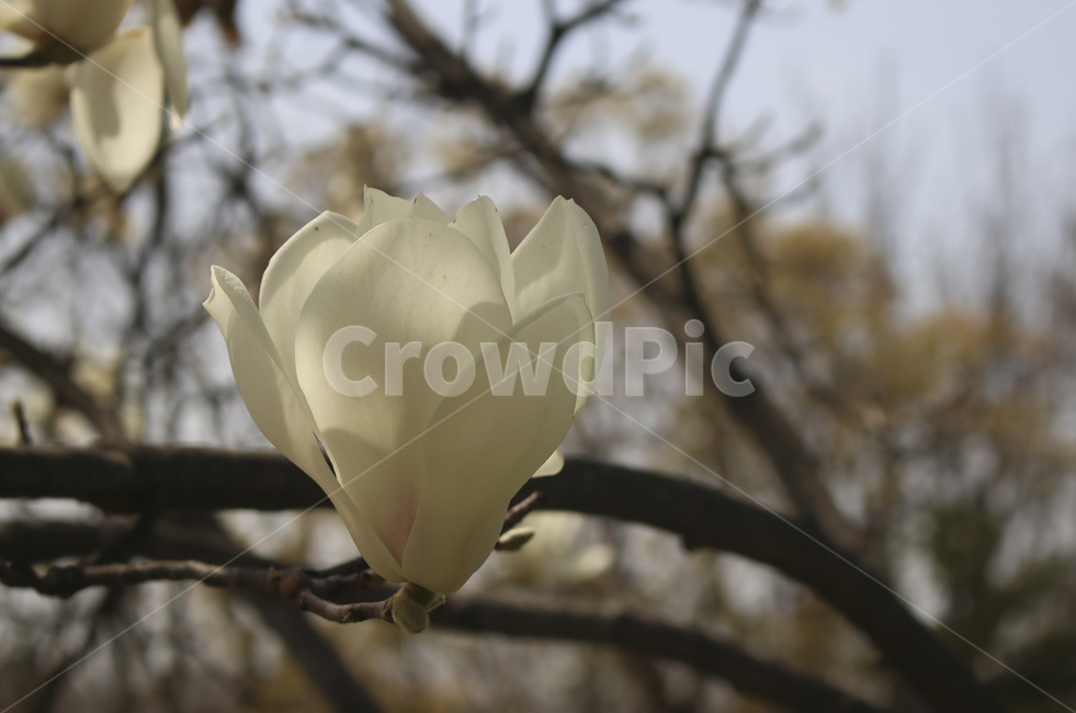 flower,blossom,꽃,petal,꽃잎,plant,식물,white,whiteflower,spring,봄,봄꽃,흰꽃,하얀꽃,sky,하늘