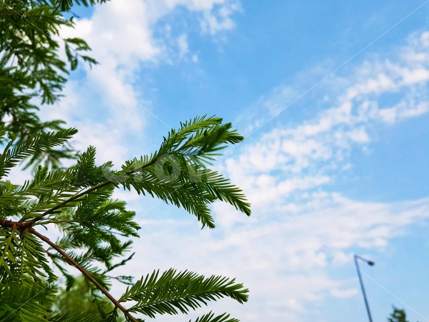 맑은,가로수,하늘,풍경,배경,백그라운드,파란,푸른,구름,예쁜,싱그러운,신선한,깨끗한,클린,공기,정화,힐링,bright,sky,background,clean,cloud,beauty,air,environment,환경,녹색,green,그린,healing,안정,calm,자연,식물,자연,plants,nature