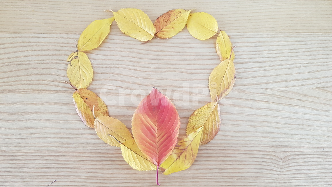 단풍,가을,낙엽,하트,노랑,빨강,잎,나무잎,계절,모양,사랑,마음,가을,계절,fall,autumn,season