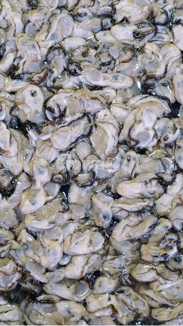 굴,어패류,해물,수산물,먹거리,oyster,음식,푸드,seafood,연체동물,food,수산시장,어시장,해산물,식자재,식재료,국내산,토종,국산,동물,해양생물,배경,바탕,백그라운드,무척추동물,횟감용,젓갈용,고단백,싱싱한,신선한,fresh,보양식,수산물,해산물,fishery products,seafood