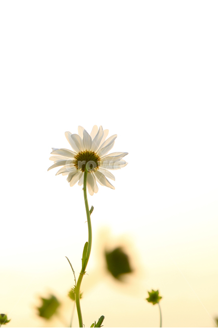 봄꽃,감성,데이지,꽃,자연,식물,자연,plants,nature,꽃,flower