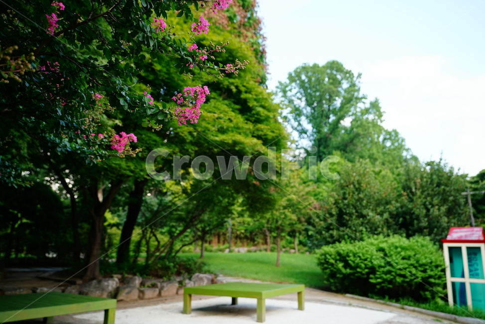 꽃,플라워,flower,생물,자연,분홍,컬러,색감,outdoors,옥외,plant,식물,잔디,park,공원,furniture,벤치,bench,자연,풍경,nature,landscape,grass,lawn
