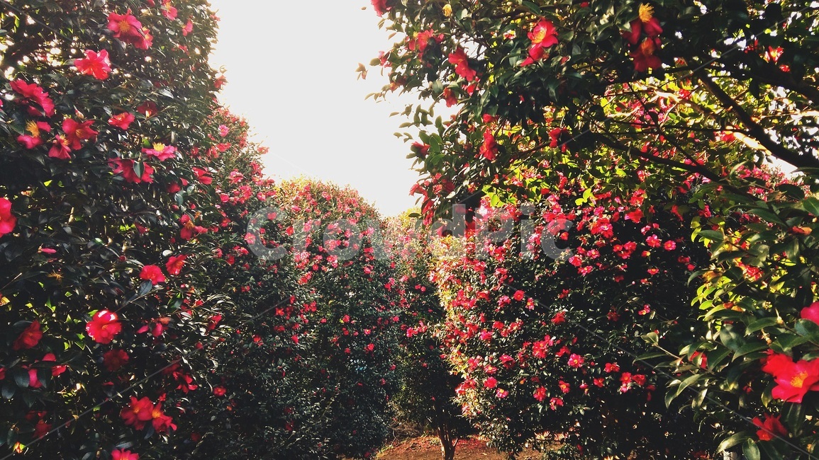 제주도,위미리,동백꽃,나무,올레길,서귀포,남원,감성,낭만,자연,풍경,nature,landscape,식물,plants,꽃,flower,plant