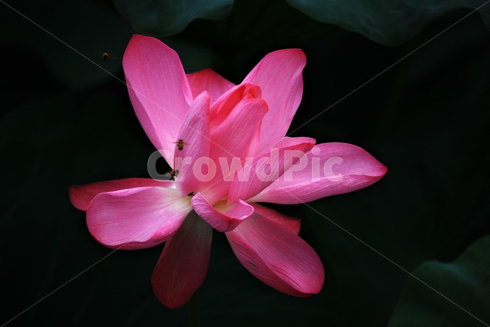 식물,연꽃,꽃,flower,flowerage,식물,자연,plants,nature,꽃,flower
