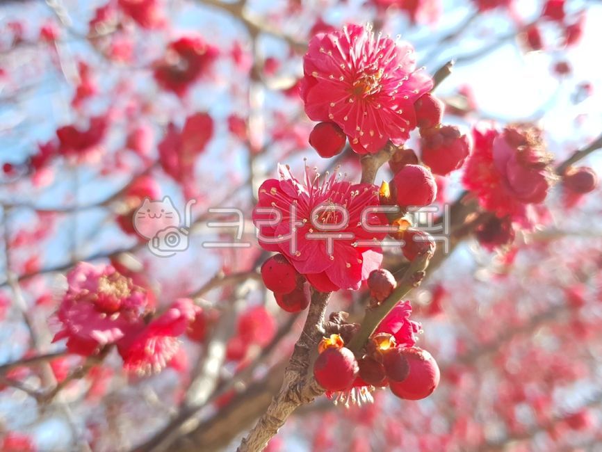 홍매화,매화꽃,flower,petal,꽃잎,꽃