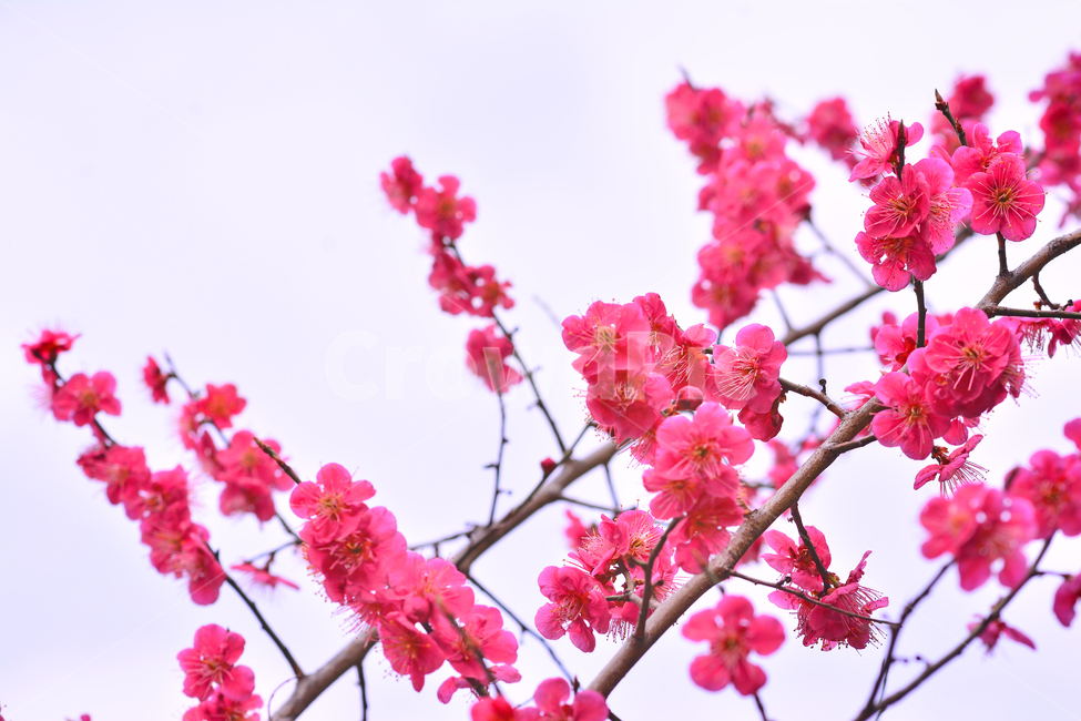 홍매화,매화꽃,나무꽃,봄꽃,계절,시즌,야외,옥외,식물,꽃,아름다운,plant,blossom,flower,season,outdoor,spring,식물,자연,plants,nature,꽃,flower