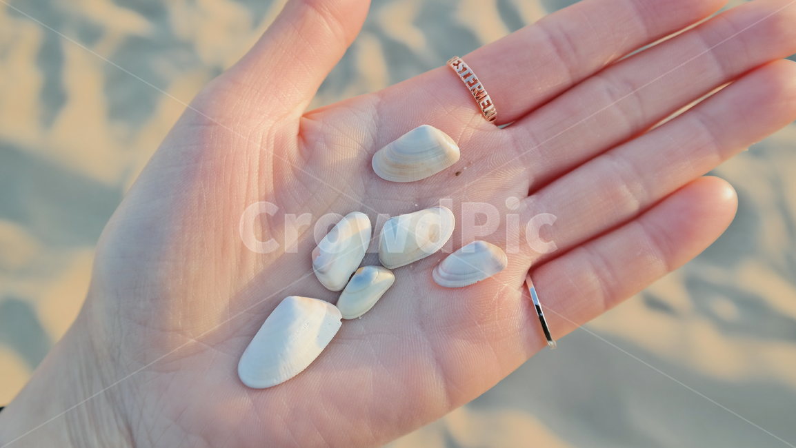손바닥,조개,조개껍질,바다,조가비,해변,beach,clam,신체일부,신체,바닷가,힐링,소확행,행복,휴가,여유,소소한행복,조개여러개,사람손