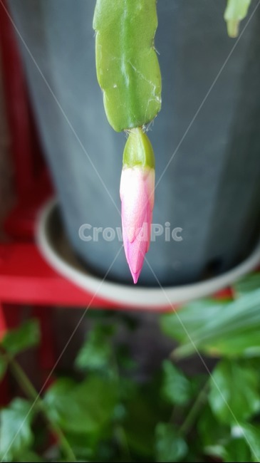 식물,꽃,싹,새싹,화분,꽃잎
