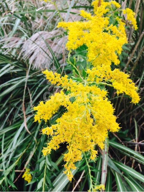 꽃,자연,식물,flower,nature,노란색,yellow,식물,자연,plants,nature,꽃,flower