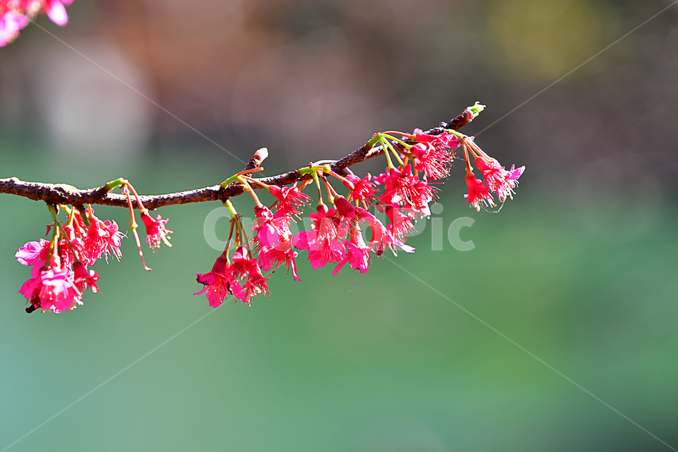 꽃,햇살,화사한,화려한,식물,plant