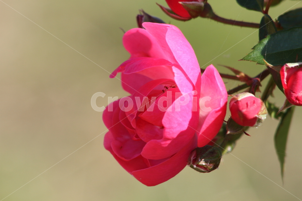 장미,꽃,식물,정원수,rose,식물,자연,plants,nature,꽃,flower