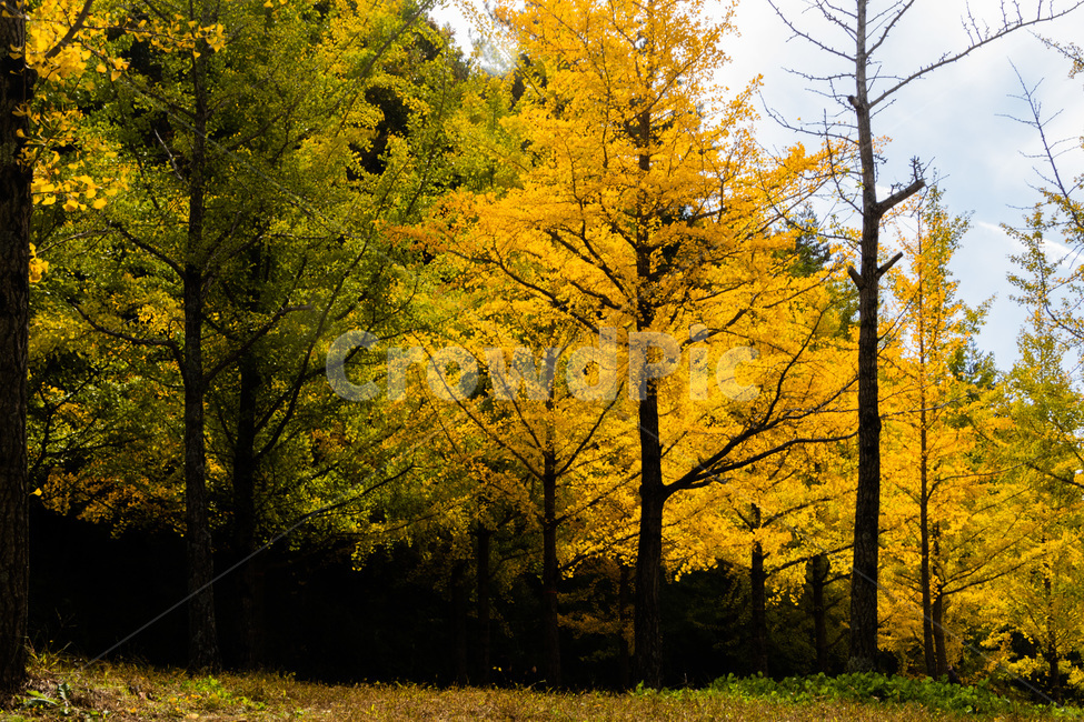 홍천은행나무숲,은행나무숲,은행나무,가을,노란은행나무,가을,계절,fall,autumn,season,tree,나무,plant,식물