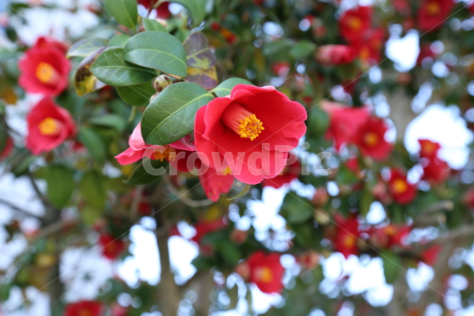 제주,동백,꽃,봄,동백꽃,식물,자연,plants,nature,꽃,flower