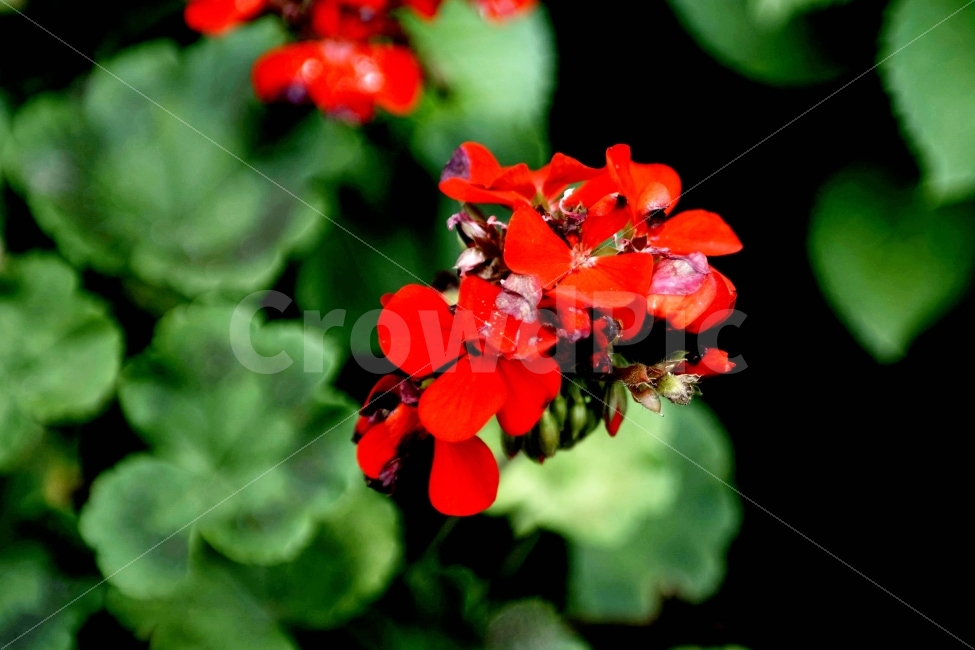 꽃,양재시민의숲,양재,출사,숲사진,꽃사진,빨간색,더운날,이슬비,식물,자연,plants,nature,꽃,flower
