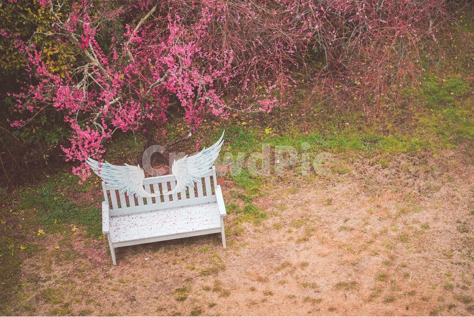 매화,매화꽃,꽃,식물,매화나무,봄,계절,spring,season,자연,풍경,nature,landscape,plant