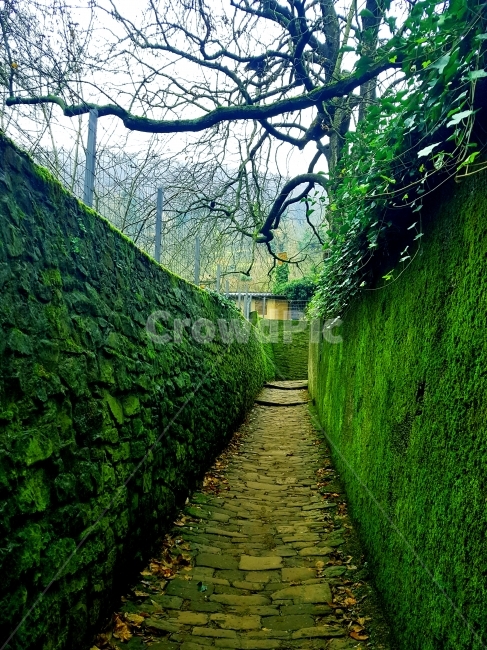 나무,산책길,철학자,이끼,돌담,벽돌,ㅈ좁은길,산책,초록색,자연,구름,낙엽,골목길,alley,해외,외국,세계,foreign,oversea,world,outdoors,옥외,garden,정원