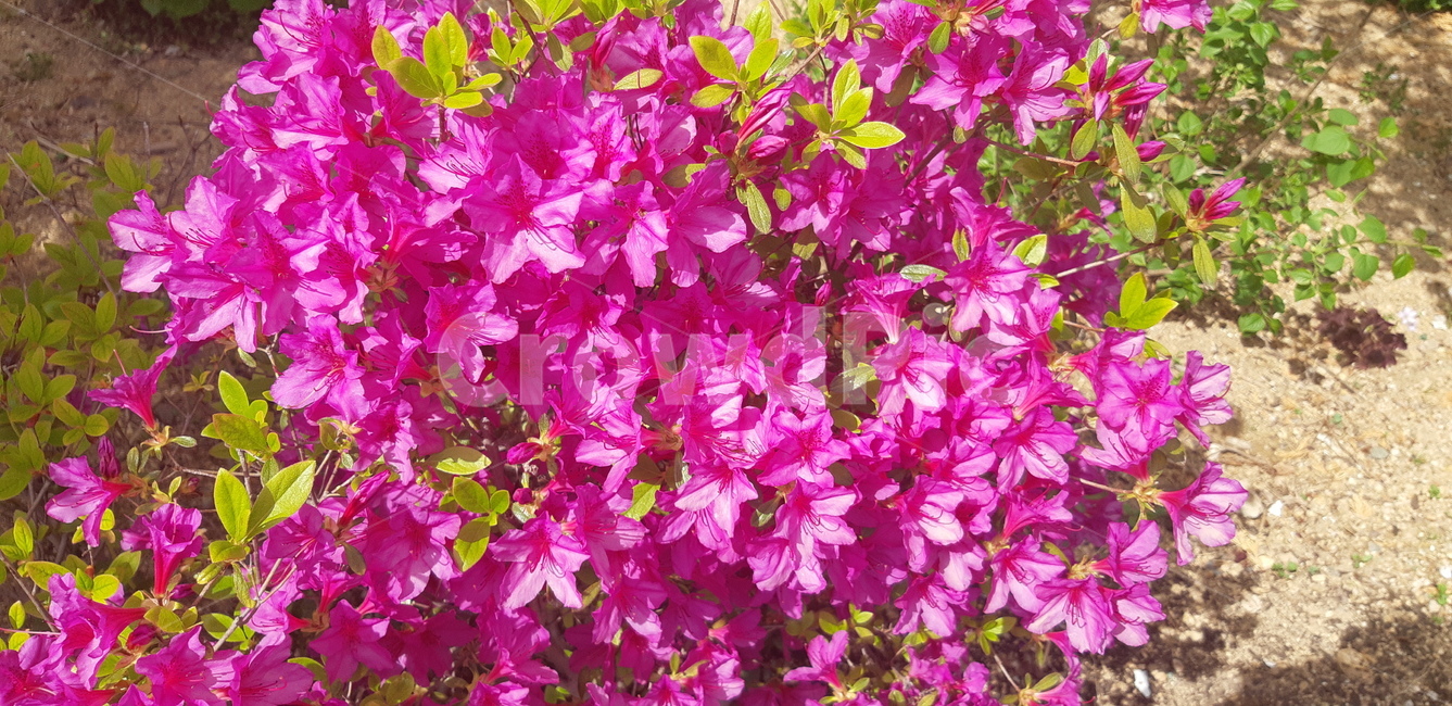 철죽,분홍철죽,이쁜철죽,활짝핀철죽,절죽꽃